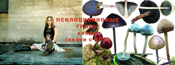 шишки Белоозёрский